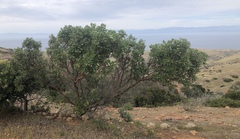 Comarostaphylis diversifolia planifolia