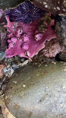 Stylantheca papillosa