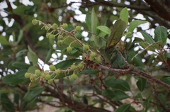 Comarostaphylis diversifolia planifolia