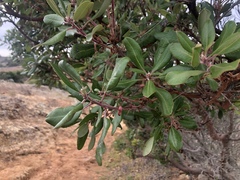 Comarostaphylis diversifolia planifolia