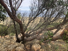 Comarostaphylis diversifolia planifolia