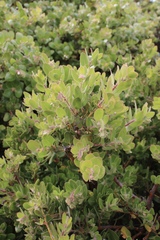 Arctostaphylos viridissima