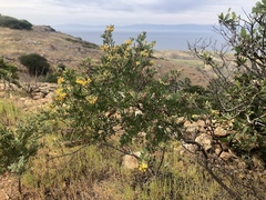 Acmispon dendroideus dendroideus