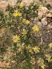 Acmispon dendroideus dendroideus