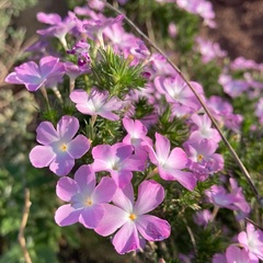 Linanthus californicus