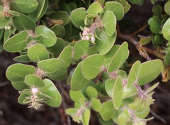 Arctostaphylos viridissima