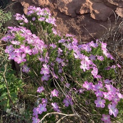 Linanthus californicus