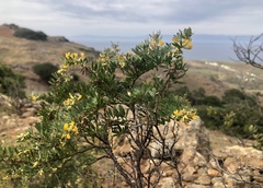 Acmispon dendroideus dendroideus
