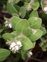 Arctostaphylos viridissima