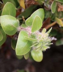 Arctostaphylos viridissima