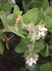 Arctostaphylos viridissima