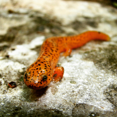 Pseudotriton ruber ruber