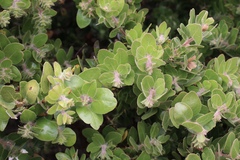 Arctostaphylos viridissima