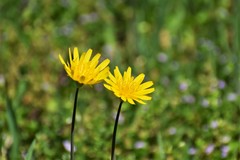 Krigia dandelion