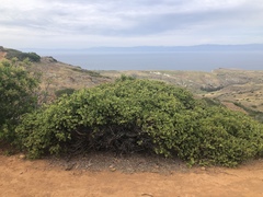 Arctostaphylos viridissima