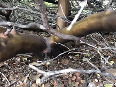 Arctostaphylos viridissima