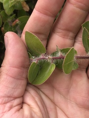 Arctostaphylos viridissima