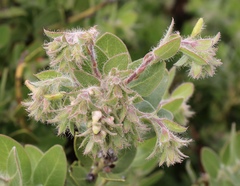 Arctostaphylos viridissima