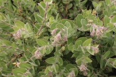 Arctostaphylos viridissima