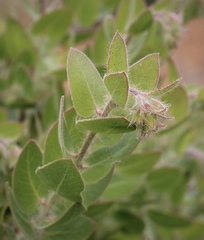 Arctostaphylos viridissima