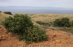Arctostaphylos viridissima
