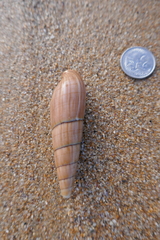 Isara glabra