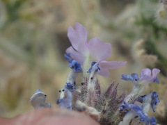 Glandularia gooddingii