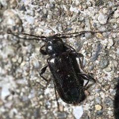 Phymatodes