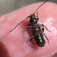 Phymatodes