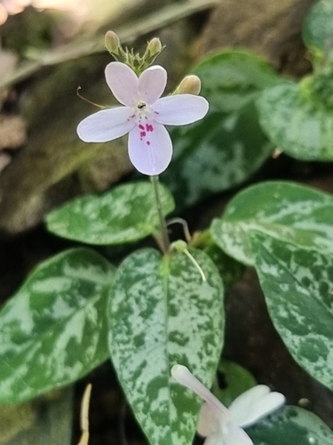 Pseuderanthemum variabile