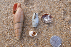 Isara glabra