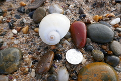 Natica vitellus