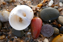 Natica vitellus