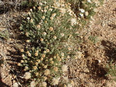 Chaetopappa ericoides