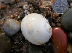 Natica vitellus