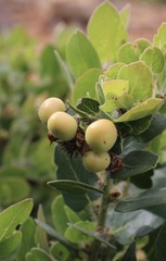 Arctostaphylos viridissima