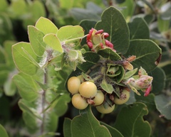 Arctostaphylos viridissima