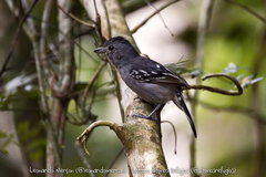 Thamnophilus ambiguus