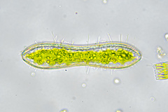Surirella librile