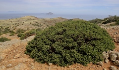 Arctostaphylos viridissima