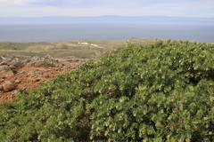 Arctostaphylos viridissima