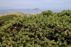 Arctostaphylos viridissima