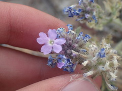 Glandularia gooddingii