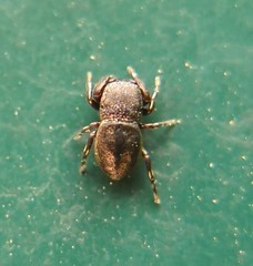 Sassacus cyaneus