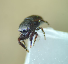 Sassacus cyaneus