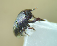 Sassacus cyaneus