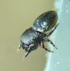 Sassacus cyaneus