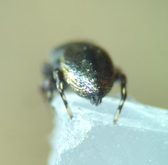 Sassacus cyaneus