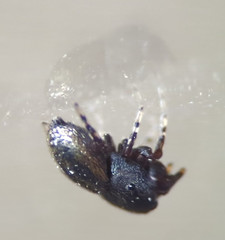 Sassacus cyaneus