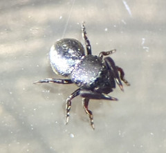 Sassacus cyaneus